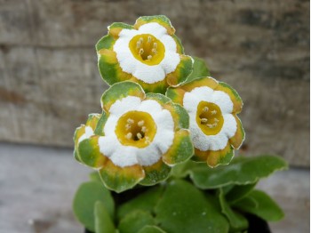 Primula auricula Hinton Fields