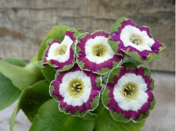 Primula auricula 'Lisa Clara'