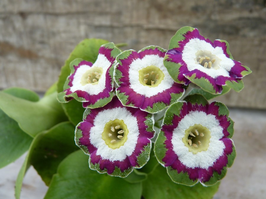 Primula auricula 'Lisa Clara'