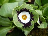 Primula auricula 'Figaro'