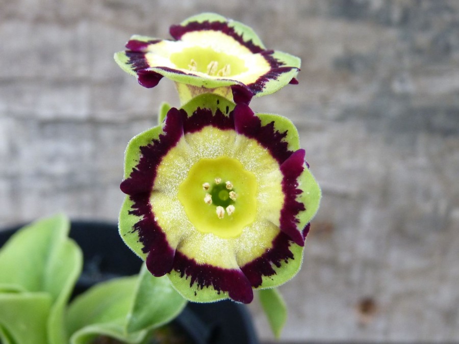 Primula auricula 'Buck's Green'