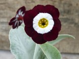 Primula auricula 'The Snods'