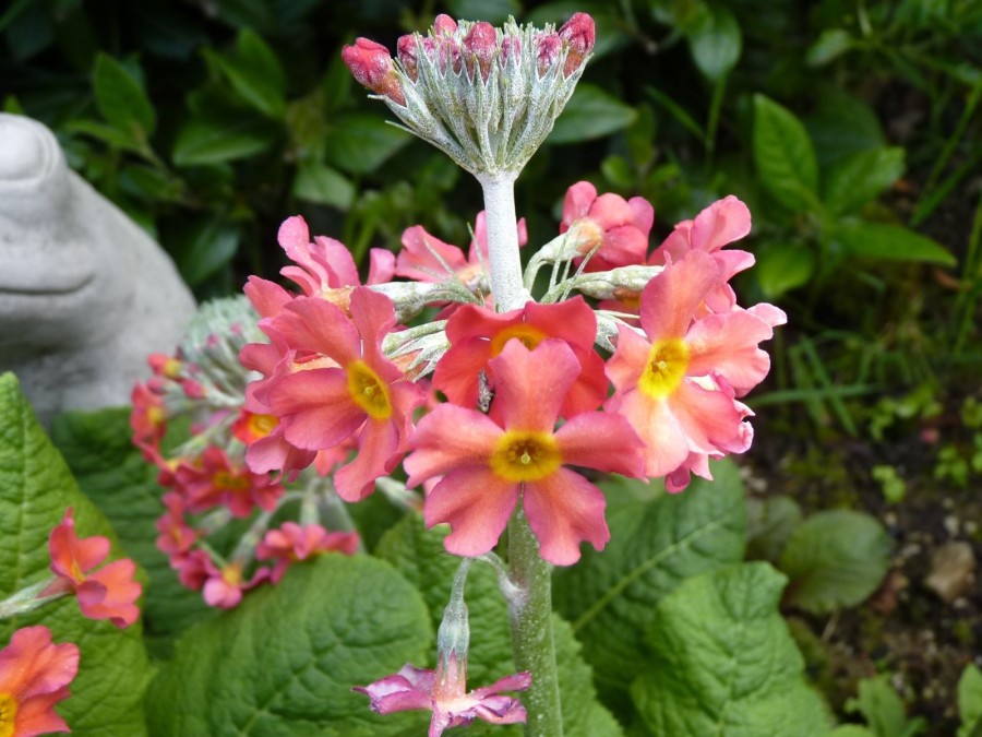 Primula x bulleesiana