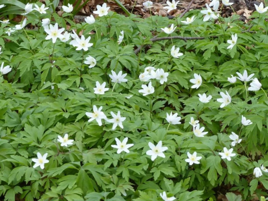 Anemone nemerosa 'Lychette'