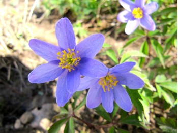 Anemone nemerosa 'Royal Blue'