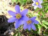 Anemone nemerosa 'Royal Blue'