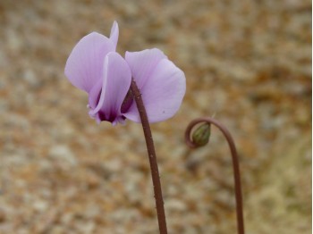 Cyclamen hederifolium 'Silver Leaf''