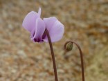 Cyclamen hederifolium 'Silver Leaf''