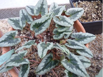 Cyclamen hederifolium blanche