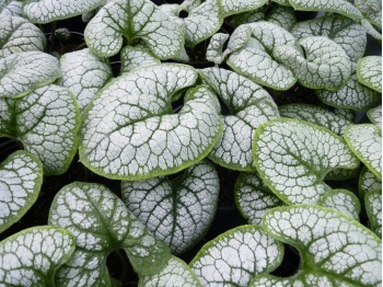 Brunnera macrophylla 'Sea Heart'