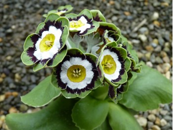 Primula auricula 'Robert Green'