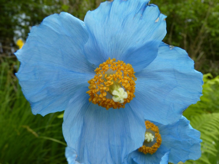 Meconopsis grandis