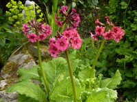 Primula japonica 'Miller's Crimson'