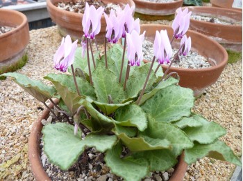 Cyclamen repandum subsp Rhodense