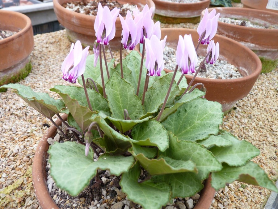 Cyclamen repandum subsp Rhodense