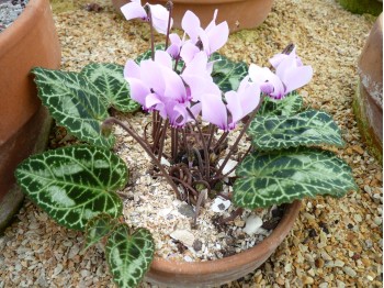 Cyclamen graecum