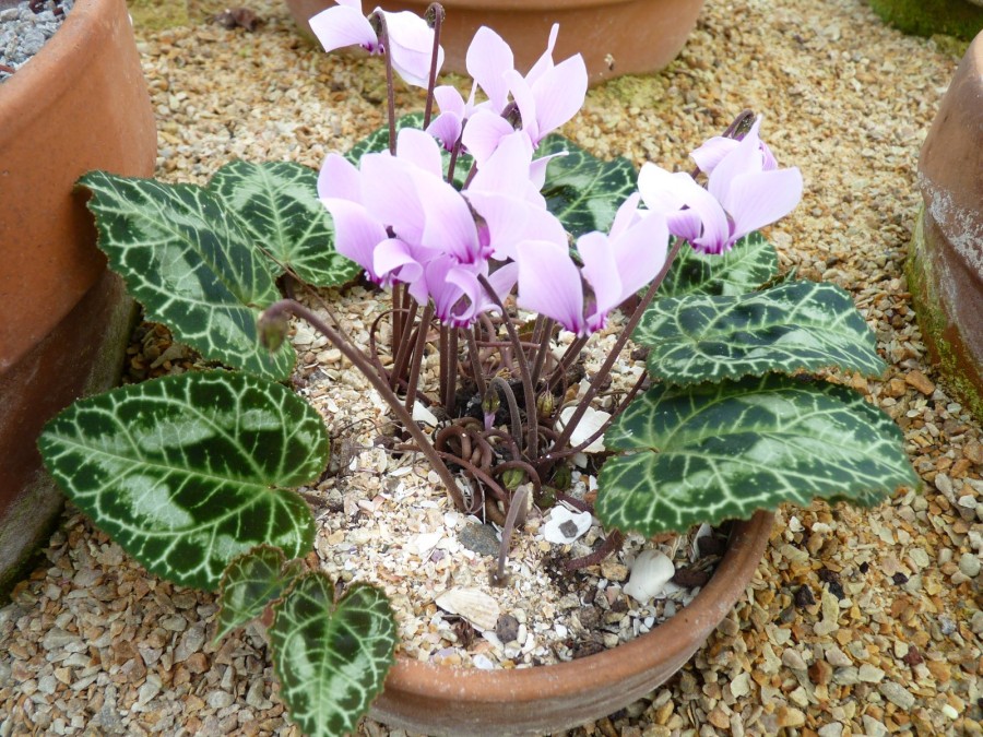 Cyclamen graecum