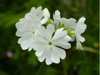 Japanese primrose Pale Moon