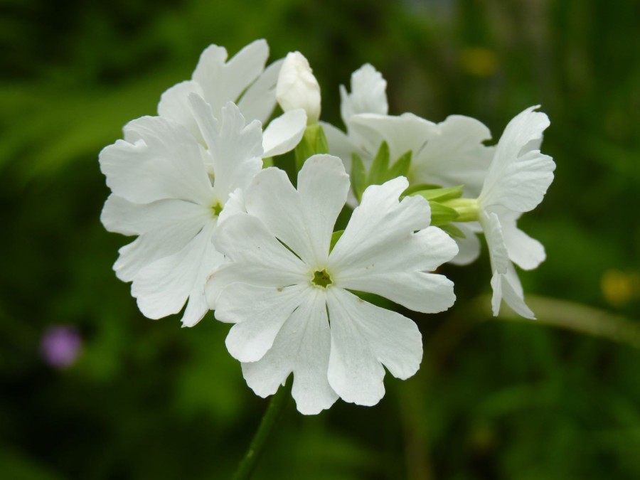 Japanische Primel 'Pale Moon'