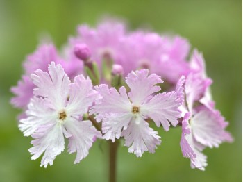 Primula sieboldii 'Dancing Ladies'