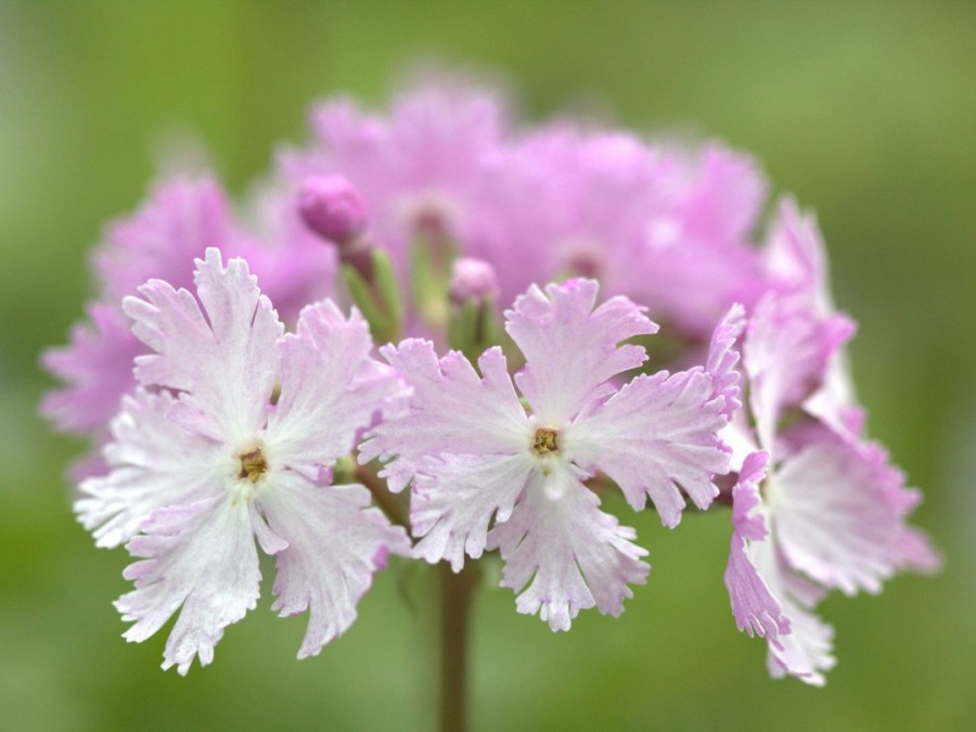 Primula sieboldii 'Dancing Ladies'