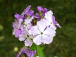 Primula sieboldii 'Dancing Ladies'