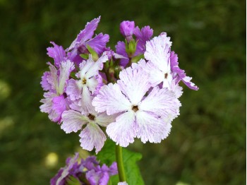 Primula sieboldii ' Dancing ladies'