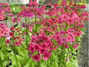 Primula japonica 'Miller's Crimson'