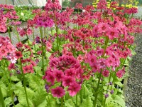 Primula japonica 'Miller's Crimson'