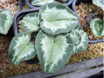 Cyclamen x hildebrandii