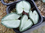 Cyclamen x hildebrandii