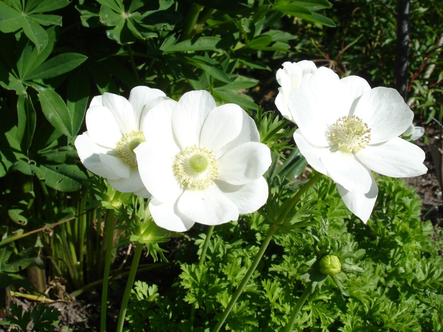 Anemone coronaria 'The Bride'