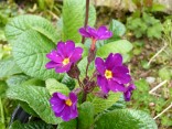 Primula juliae 'Lovely Rita'