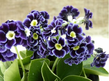 Primula auricula blue