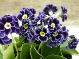 Primula auricula blue