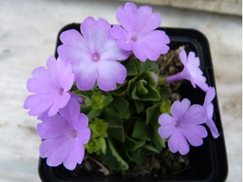 Primula x 'Lindum Serenade'