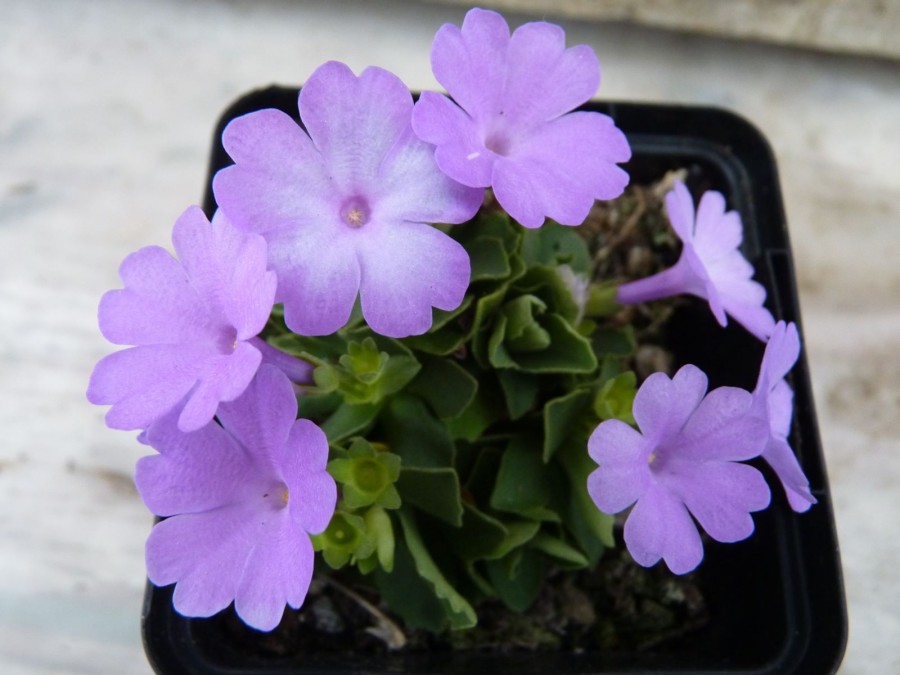 Primula x 'Lindum Serenade'