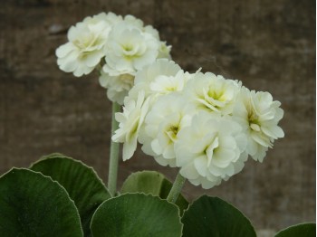 Double auricula creme