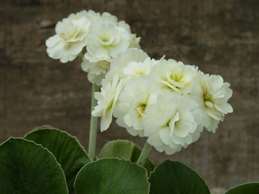 Double auricula creme