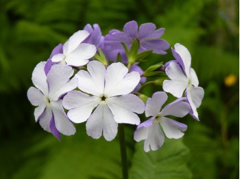 Primula sieboldii 'Minuet'