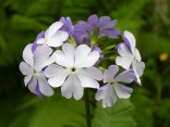 Primula sieboldii 'Minuet'