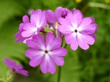 Primula sieboldii 'Pago-Pago'