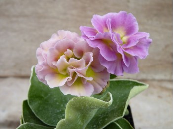 Primula auricula 'Pink Fondant'