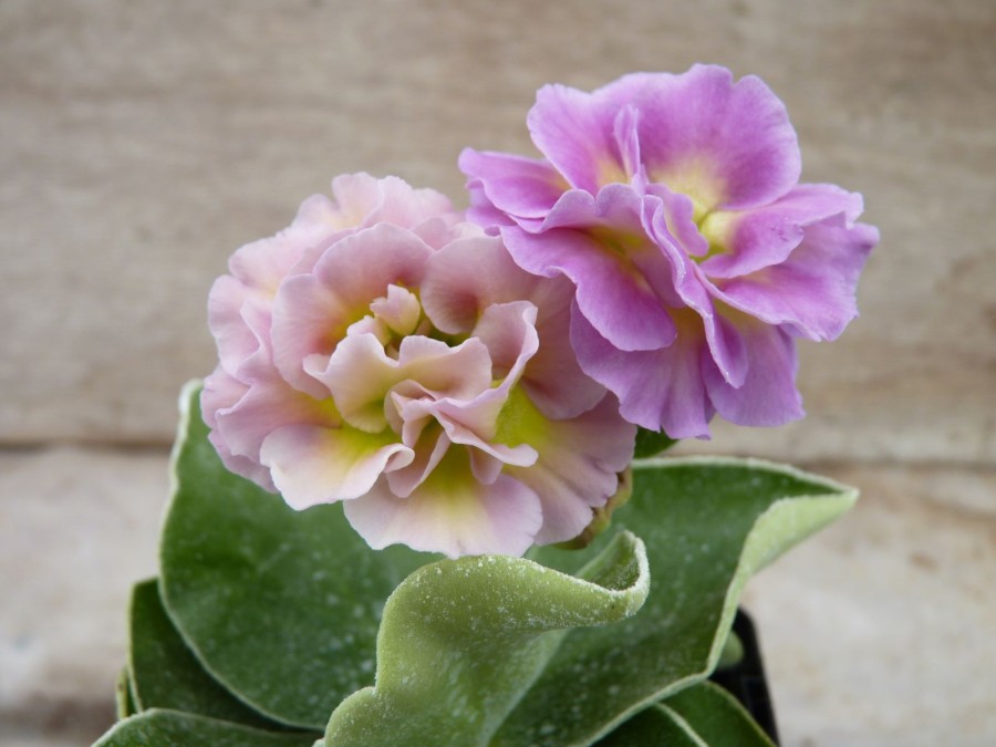 Primula auricula 'Pink Fondant'