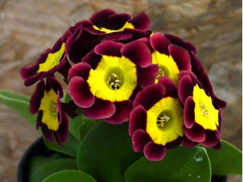 Primula auricula FIRENZE