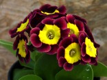 Primula auricula FIRENZE