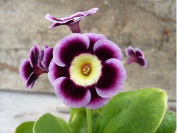 Primula auricula 'LADY DARESBURY'