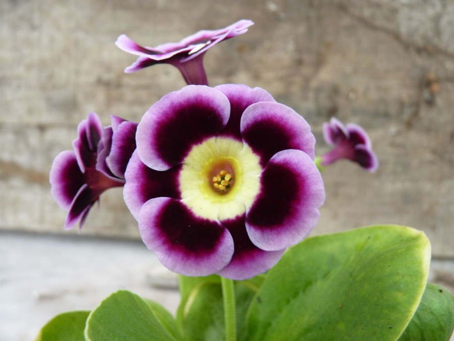 Primula auricula 'LADY DARESBURY'