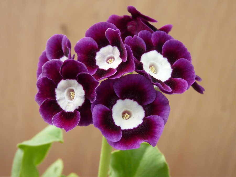 Primula auricula 'Kingfisher'