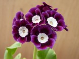 Primula auricula 'Kingfisher'